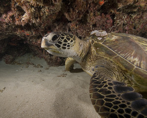 Fototapeta premium Turte upclose