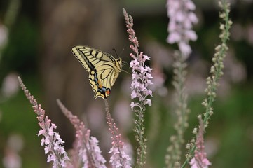 ピンクの花に留まるアゲハチョウ