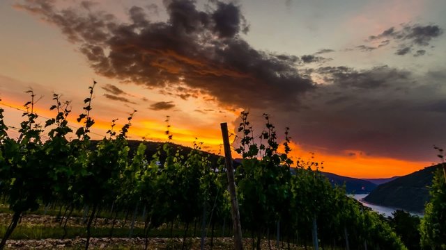 TL - Vineyard in Motion
