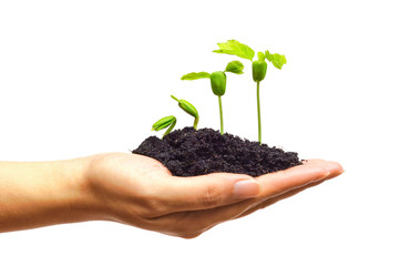 hand holding and caring young green plant seedling