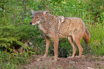 Naklejka na ściany i meble Coyote (Canis latrans) Wary Outside Den