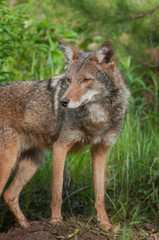 Naklejka na ściany i meble Coyote (Canis latrans) Stands Alert