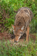 Naklejka na ściany i meble Coyote (Canis latrans) Sniffs Ground Outside Den