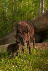 Black Wolf (Canis lupus) and Pup Stand Outside Den Site
