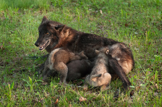 Black Wolf (Canis lupus) Nurses Wolf Pups