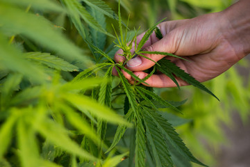 Fresh cannabis (marijuana) foliage, human hand picking leaves