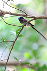 Japanese Paradise Flycatcher (Terpsiphone atrocaudata) in Japan