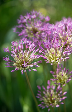 Purple flowers of the wild onion