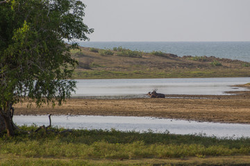 Safai in the Yala Nationalpark