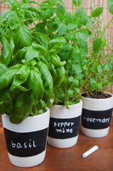 Potted herbs with labels