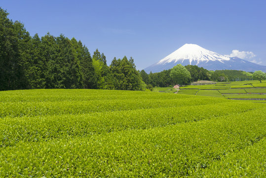 茶畑と富士山-1616
