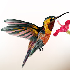 Fototapety  Beautiful colorful hummingbird with flower