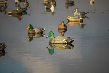 Duck decoys