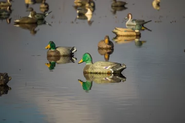 Plexiglas foto achterwand Duck decoys © ajamils