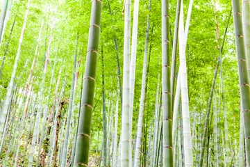 Store enrouleur sans perçage Bambou foret de bambou