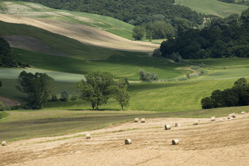 Chianti Landscape