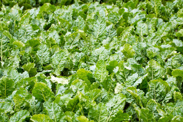 Gem&uuml;seanbau auf einem Feld