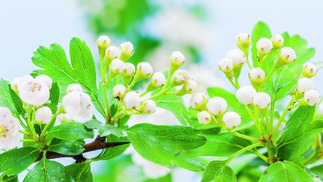 Timelapse video of a thornapple flower blossoming