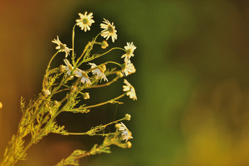 Полевые цветы