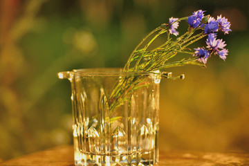 Полевые цветы