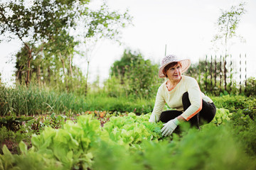 Gardener.