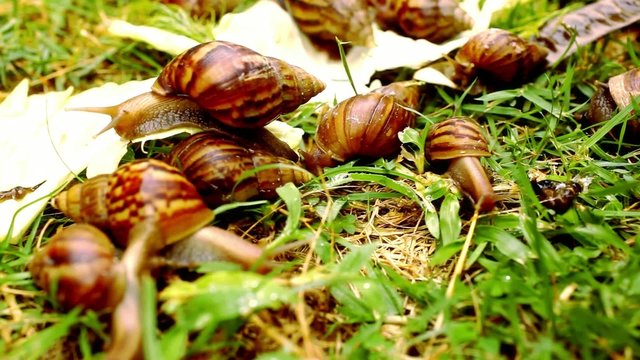 Closeup of many crawling, loving and eating Snails in the grass.