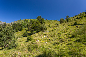 Fototapeta na wymiar Herbe et arbres sur le versant en montagne