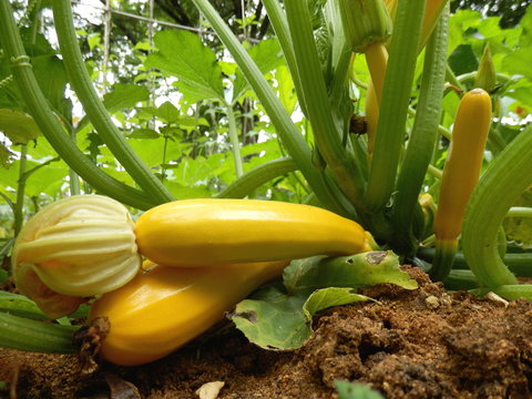 Yellow courgette (zucchini) ready for harvesting
