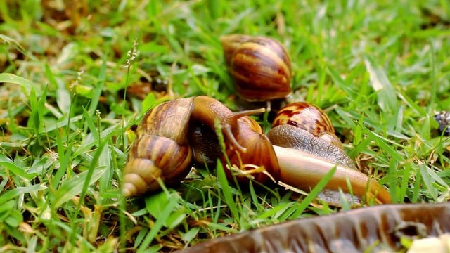 Closeup of many crawling, loving and eating Snails in the grass.