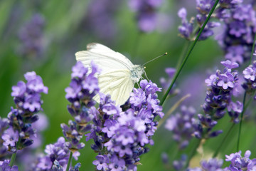 Lavendel Pflanze mit einem Schmetterling in einem Garten