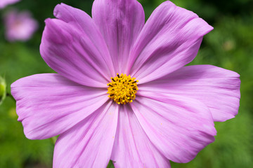 Obraz premium Cosmea Blume in einem Garten