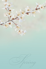 Spring background