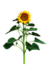 Fototapeta premium Sunflower isolated on white