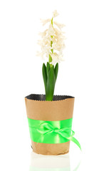 Pot with hyacinth, green bow