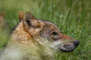 european grey wolf