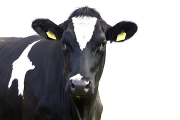 Cow isolated