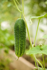 Growing cucumber