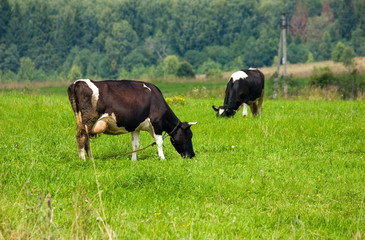 Two cows grazing on meadow