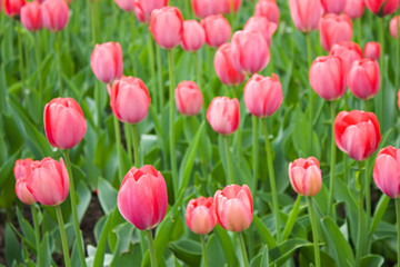 Obraz premium Red tulips on field