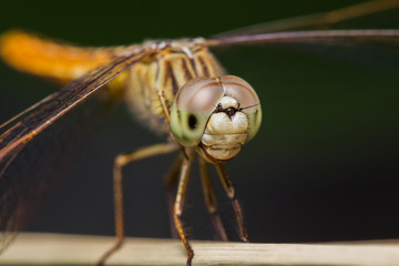 Drogonfly
