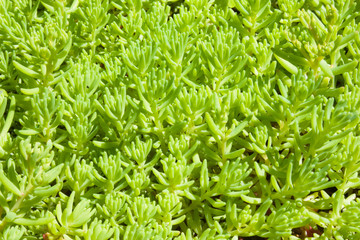 decorative plants cover macro shot