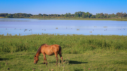 Cheval R&eacute;serve Parc national de Do&ntilde;ana Donana