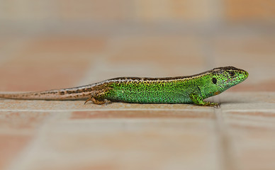 Fototapeta premium Lizard