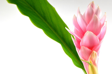 Pink ginger flower, Alpinia purpurata