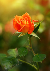 Closeup photo of a beautiful rose
