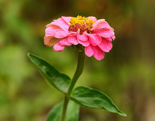 Closeup photo of a pink flower - Powered by Adobe