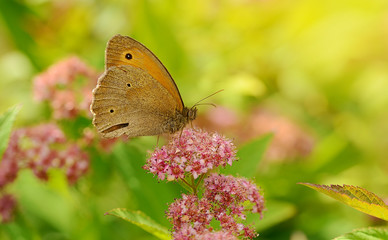Obraz premium Butterfly resting on wildflower a sunny day
