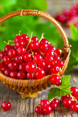 Red currant