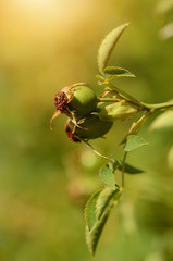 Closeup photo of unripe rosehip berry