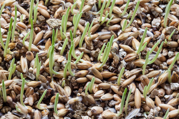 Sprout of wheat